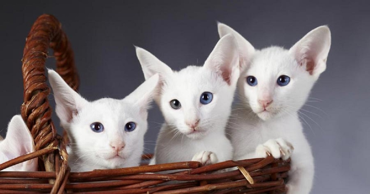 Cuccioli di Gatto Orientale, socializzazione: come iniziare e cosa sapere