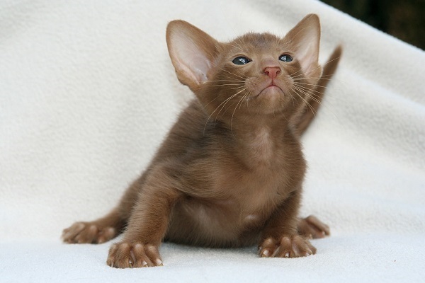 gattino orientale marrone
