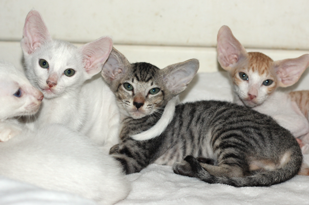 cuccioli di gatto orientale