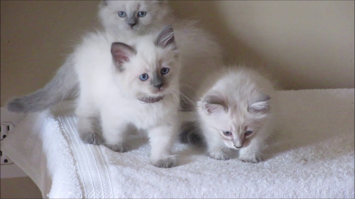 3 gattini sul letto