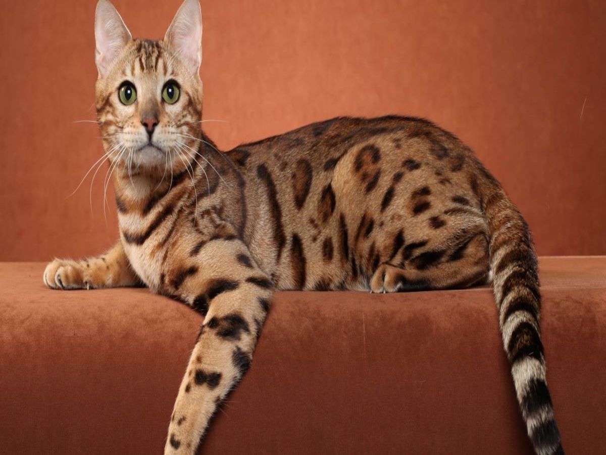 ocicat incuriosito