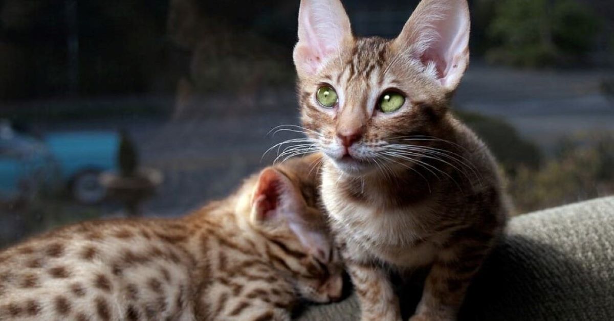 Cuccioli di Ocicat, punti deboli: quali sono le loro fragilità e a cosa fare attenzione