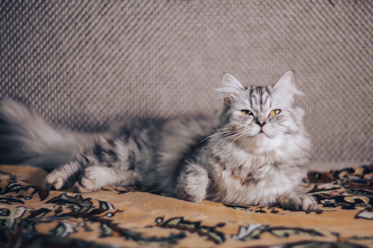 Cuccioli di Persiano, carattere e tutto quello che bisogna sapere