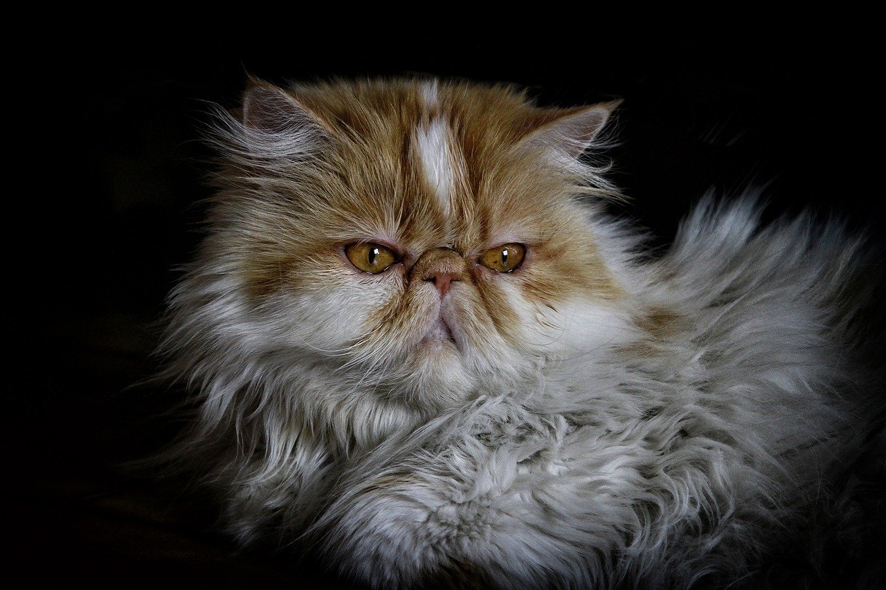 gatto persiano chiaro