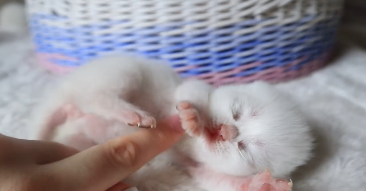 Gattino bianco vuole giocare con la sua padrona (VIDEO)