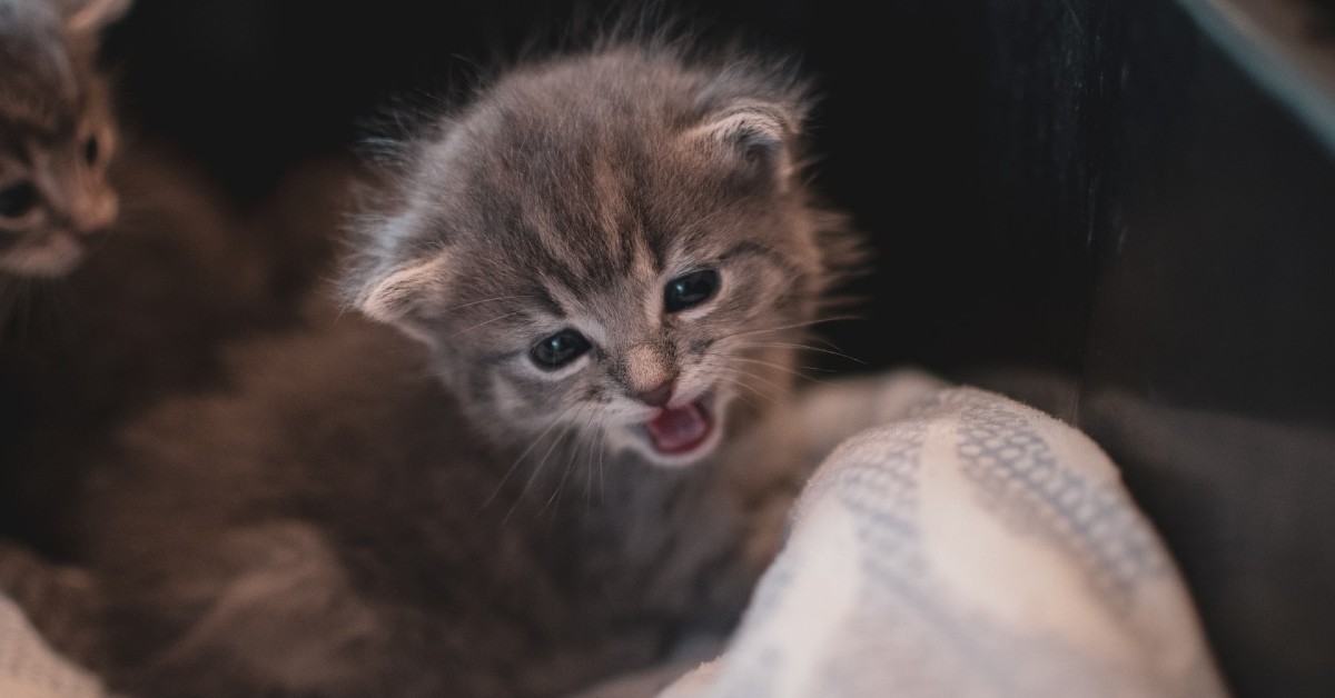 come capire se il gattino è arrabbiato