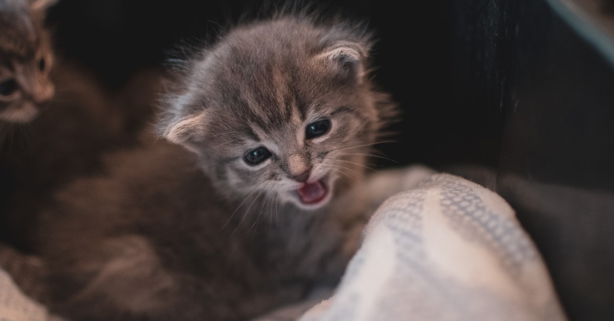 il gattino vuole più attenzioni