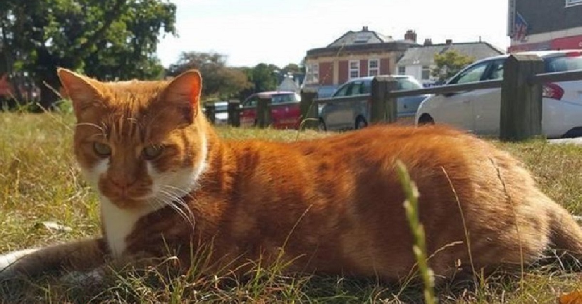 Dave, il gattino ingiustamente bandito da un negozio in Inghilterra (FOTO)