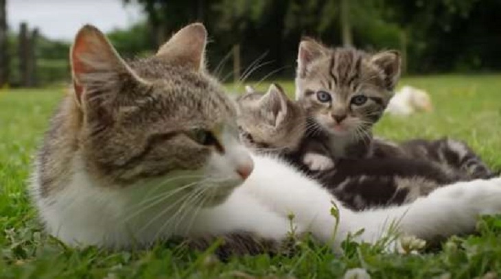 della mamma gatta anatroccoli indipendenti