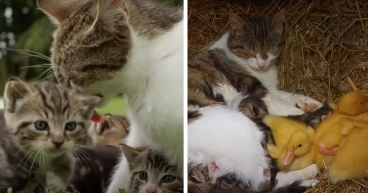 Della, l’inaspettata mamma gatta di alcuni anatroccoli (VIDEO)