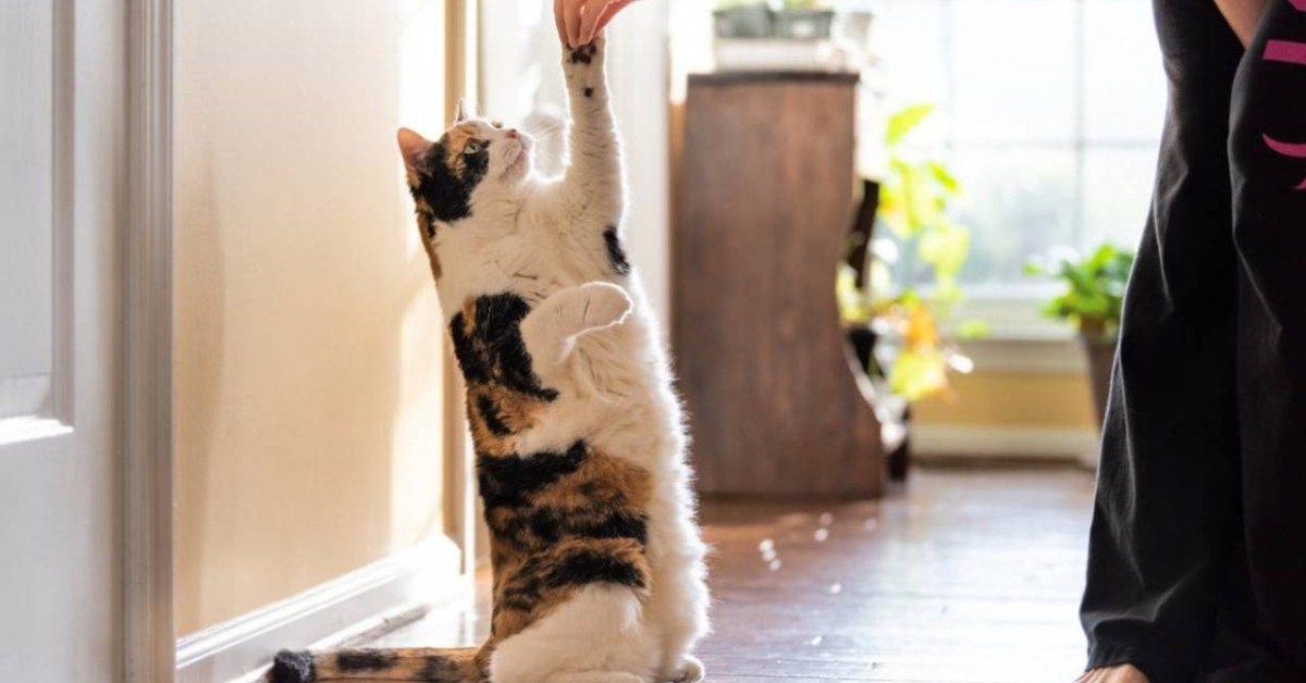 Come disciplinare un gatto o un gattino, passo per passo