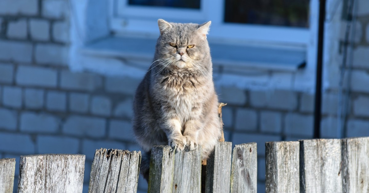 come capire se il gattino è arrabbiato