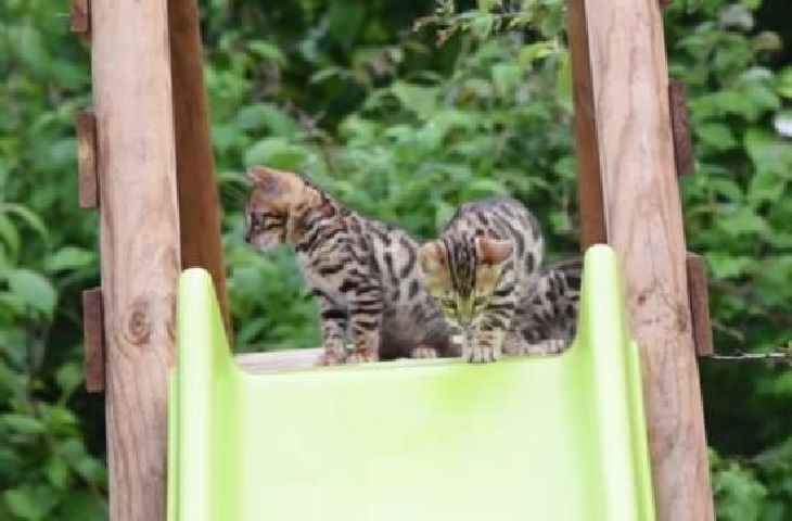 gatti bengala adozione santuario