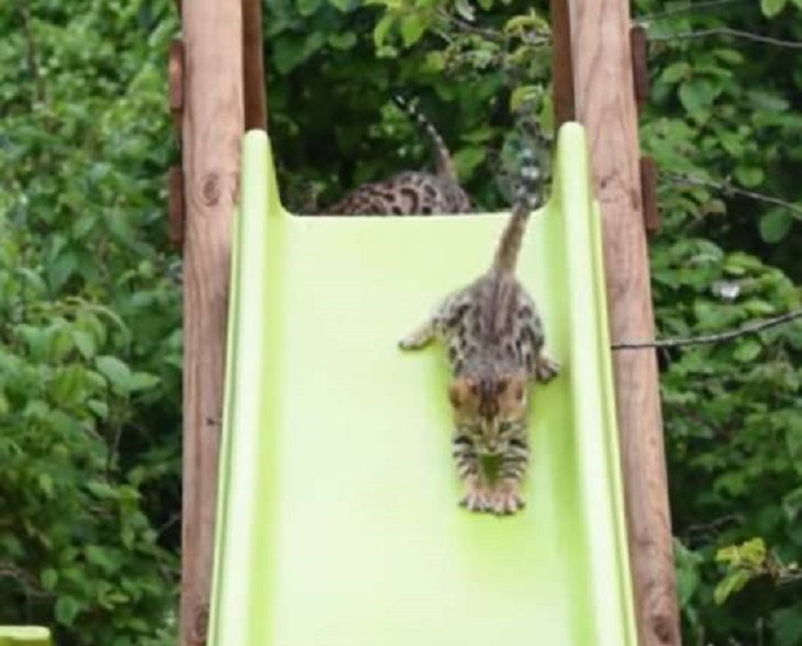 gatti bengala giardino famiglia kennedy