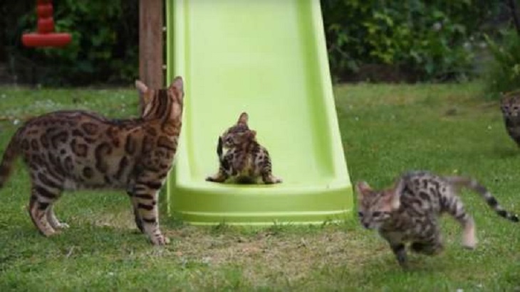 gatti bengala divertimento giardino