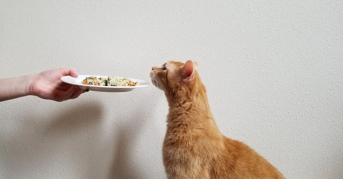 gatto odora cibo