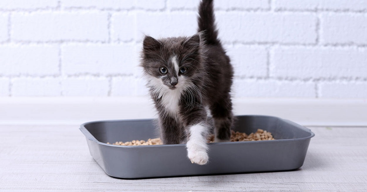 Dopo quanto tempo il gatto va in bagno, dopo aver mangiato la sua pappa?