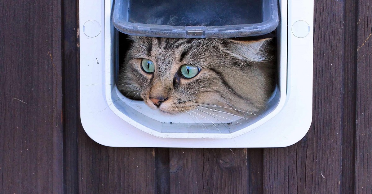 Dove mettere la gattaiola per il gatto e come fargliela usare