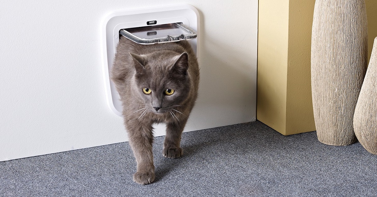 gatto grigio torna a casa