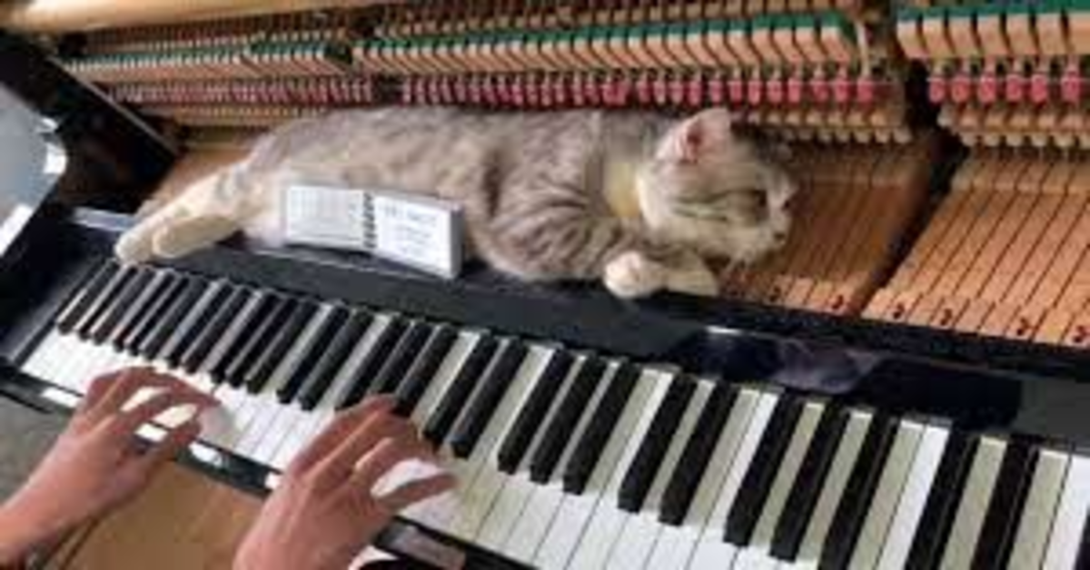 Haburu: il gatto che ama la musica del pianoforte (video)