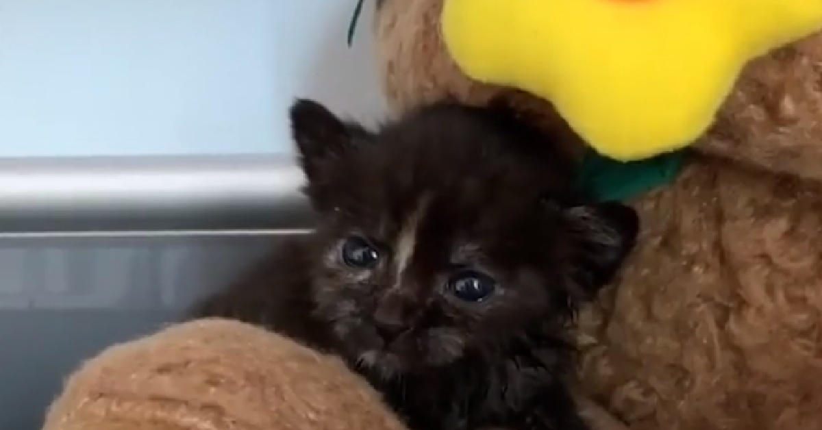 Erica Junior, la piccola gattina viene finalmente adottata (VIDEO)