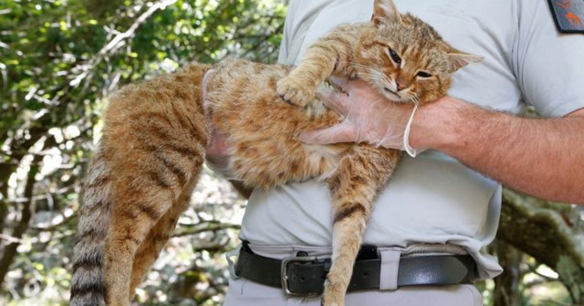 Gattino o gatto selvatico: come fare amicizia con lui senza sbagliare