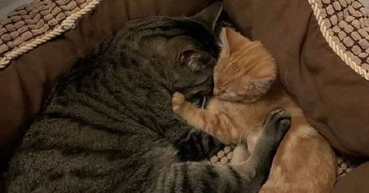 Finn, il gattino che è stato adottato da una mamma amorevole (VIDEO)