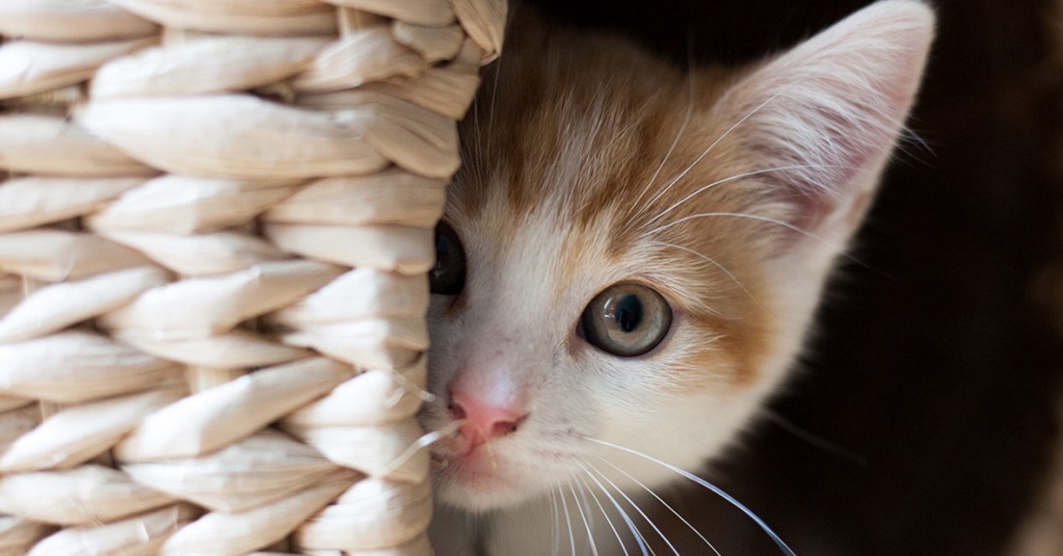 Frasi sul gatto: le più belle in assoluto da dedicare al nostro Micio