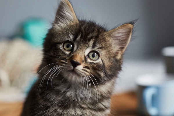 cucciolo di gatto impaurito