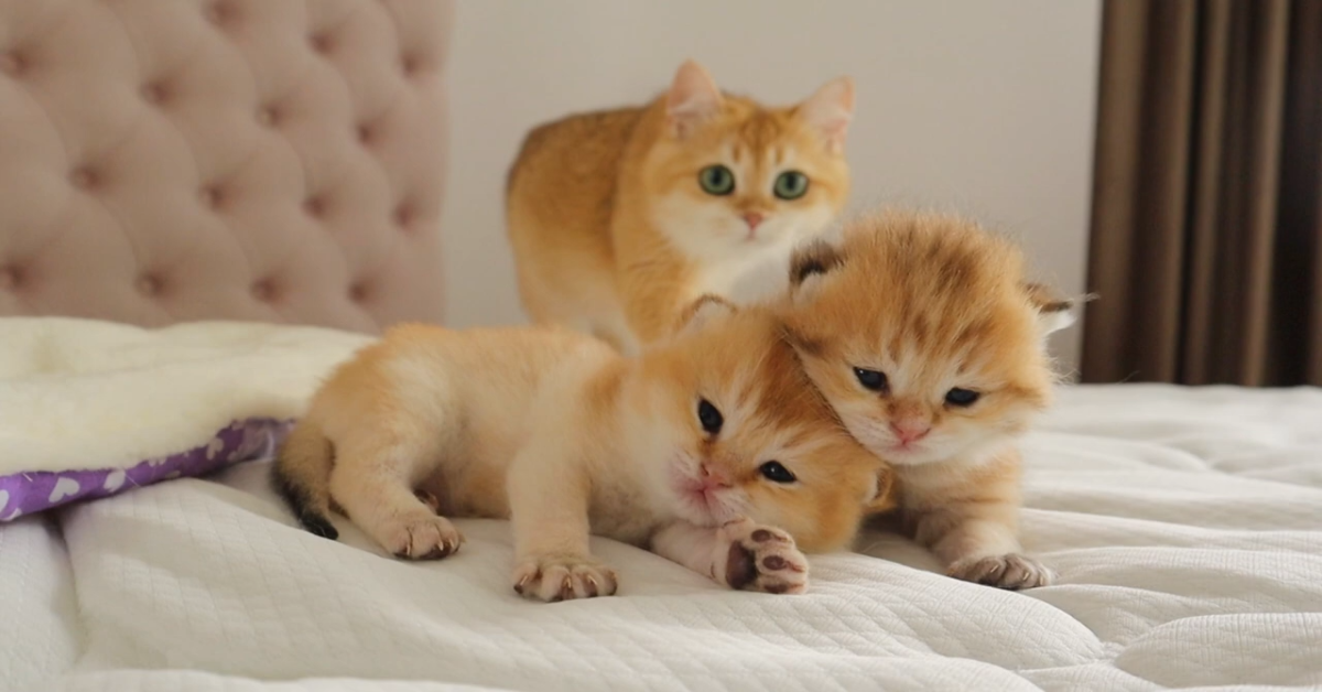 La gatta Agusha e i suoi cuccioli sono molto uniti (VIDEO)