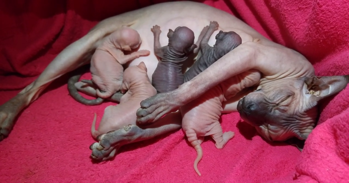 Una splendida gatta di razza Sphynks è diventata mamma (VIDEO)