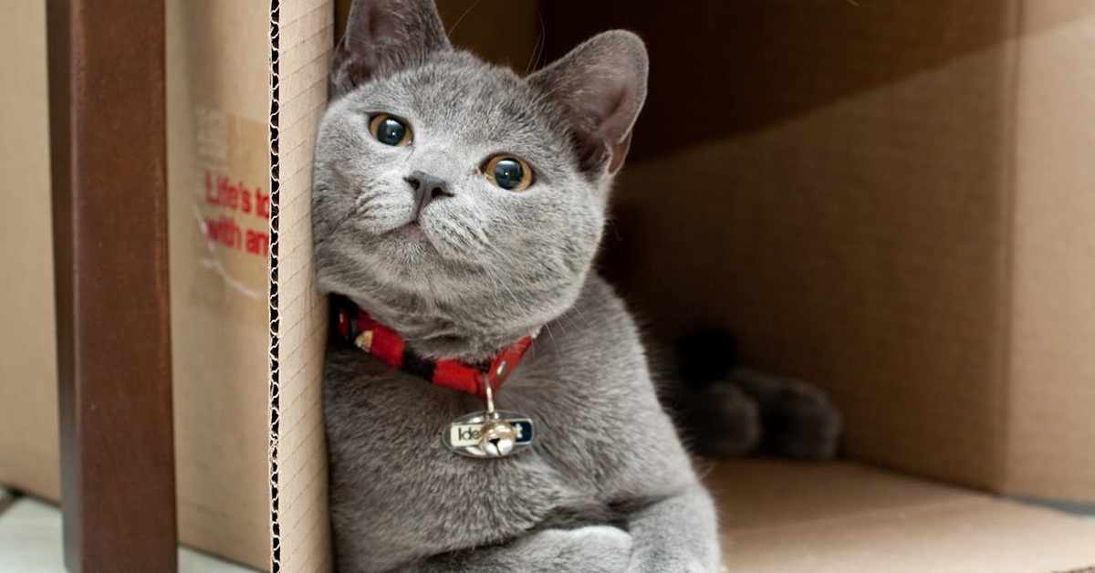 Perché i gatti amano stare all’interno di spazi molto piccoli?