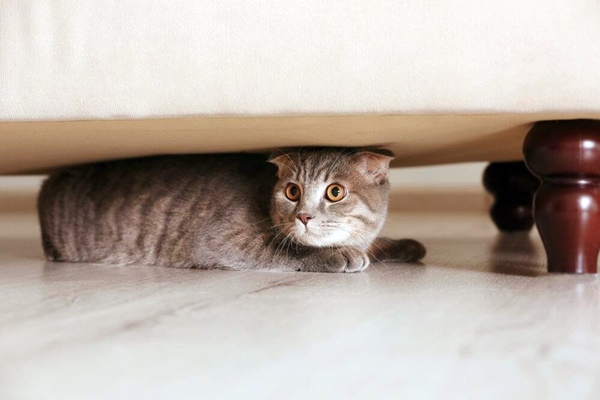 gatto nascosto sotto al letto