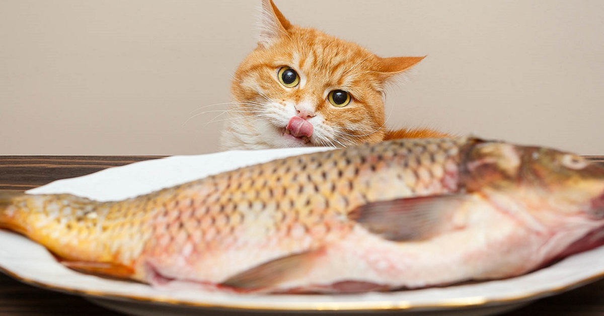 gatto guarda pesce