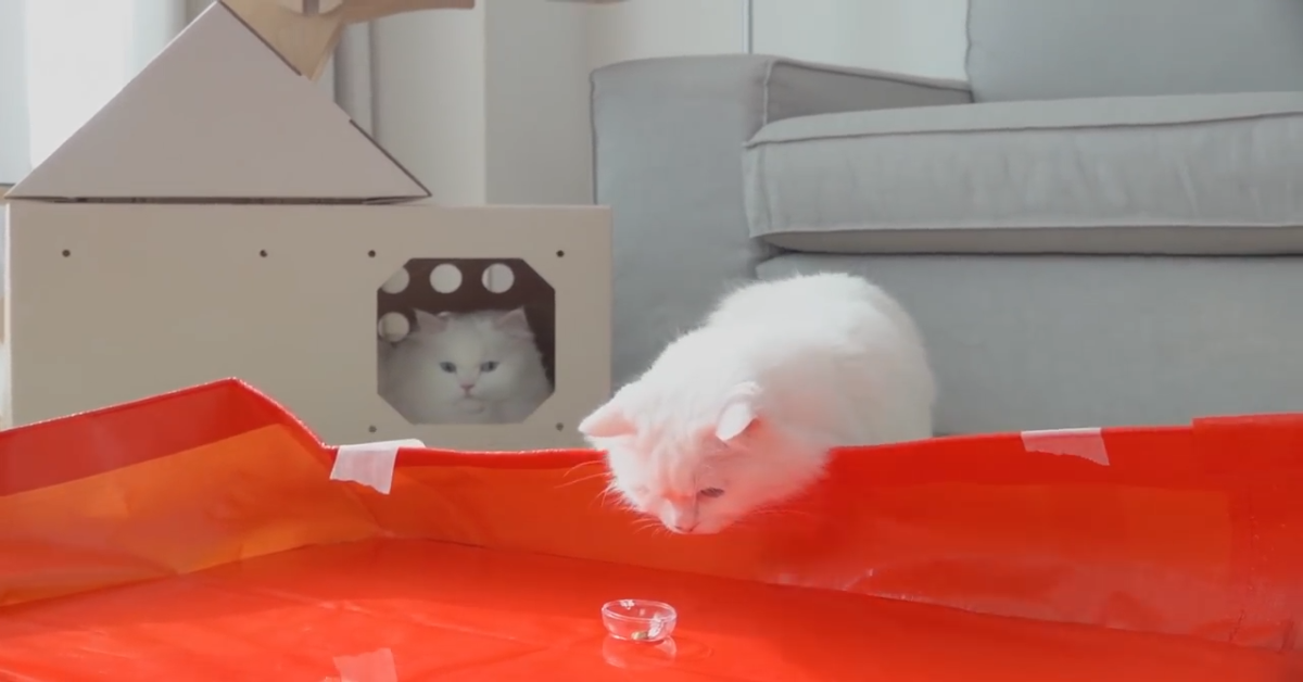 Gatti giocano con l’acqua e si divertono insieme (VIDEO)