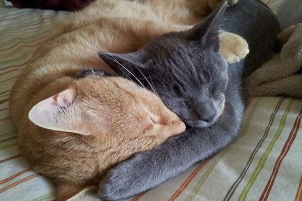 gatti che si abbracciano