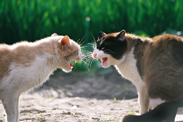 gatti che litigano