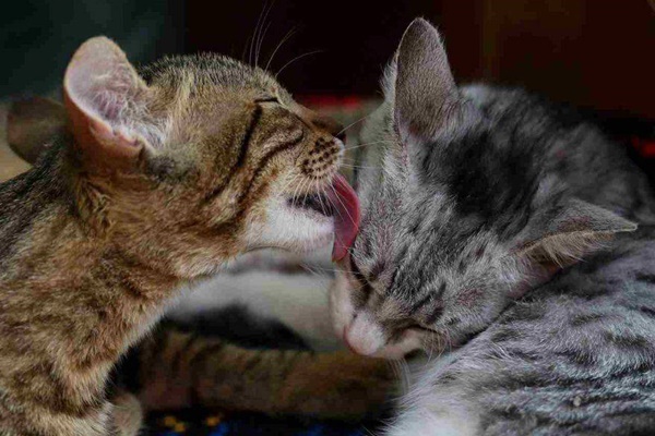 gatto lecca la faccia a un altro gatto