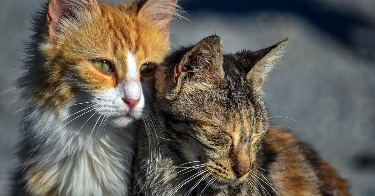 I gatti hanno bisogno di un altro gatto o possono stare bene da soli?