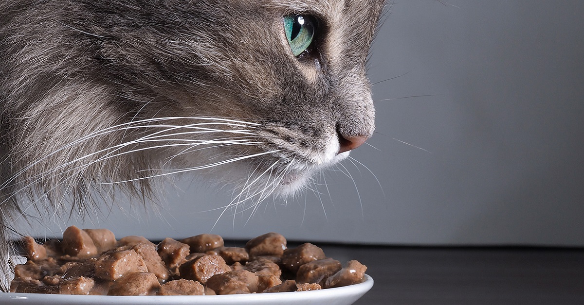 gatto e cibo in scatola