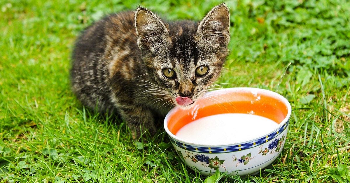 gattino mangia in giardino