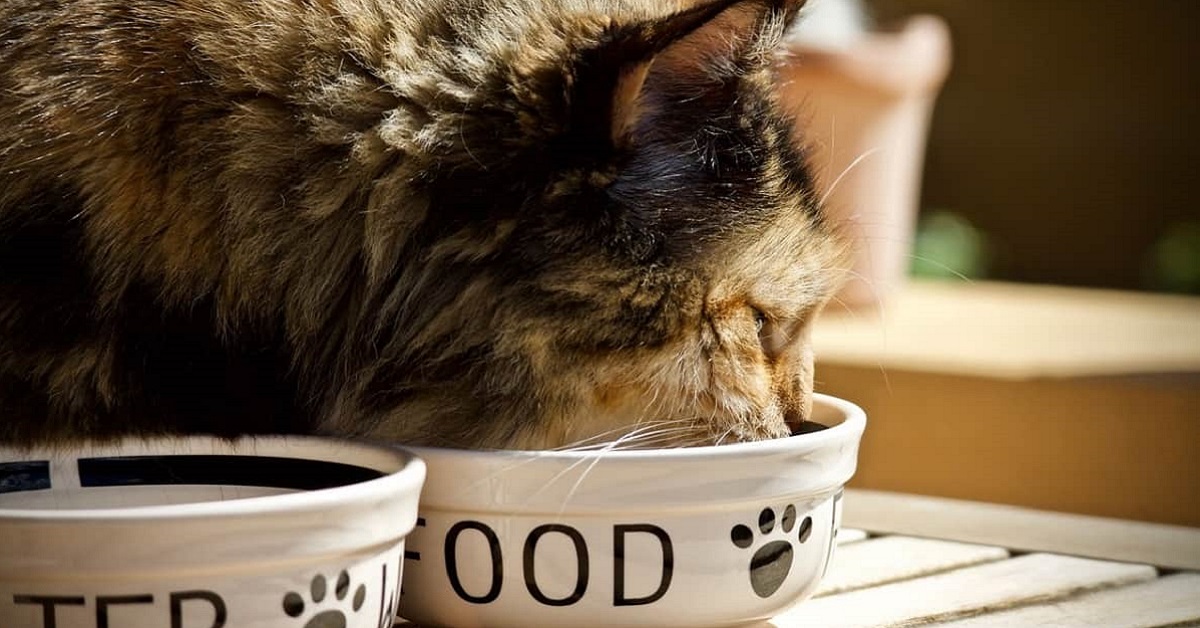 I gatti possono mangiare la mozzarella o potrebbe far loro del male?