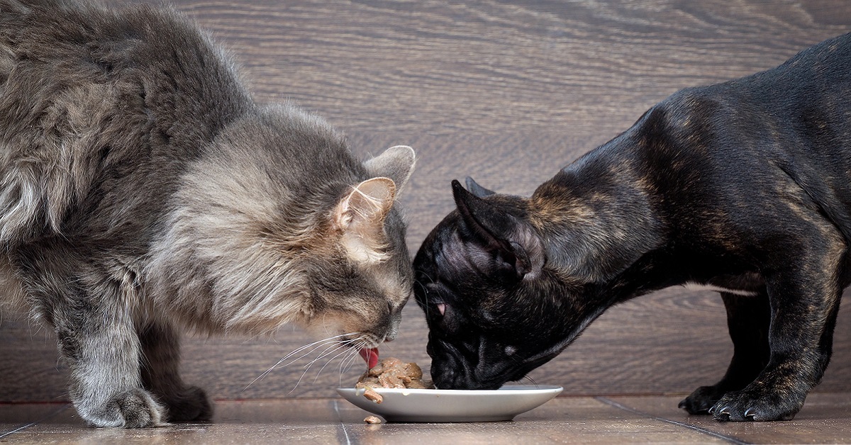 cane e gatto condividono la cena