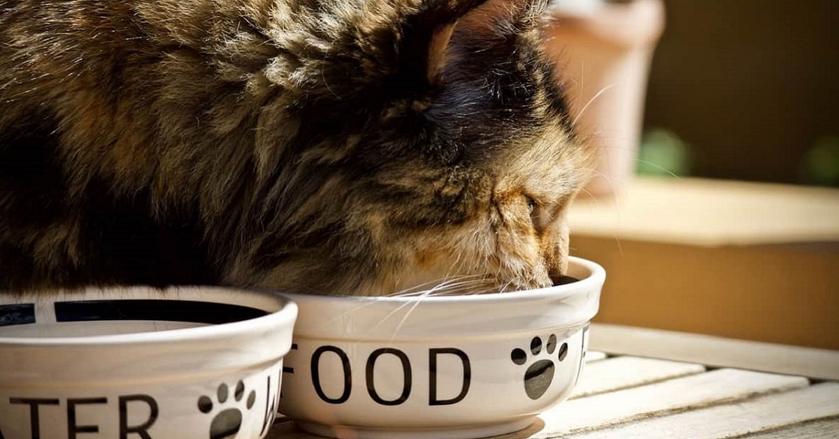 I gatti possono mangiare la Nutella o corrono dei rischi?