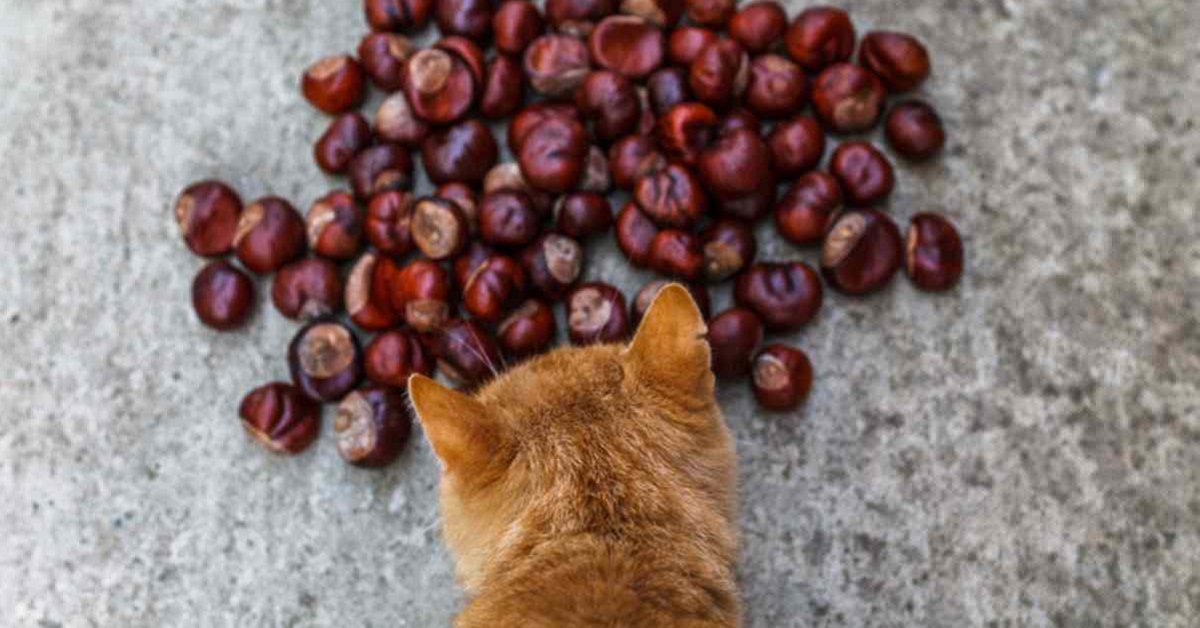 I gatti possono mangiare le castagne o rischiano di stare male?