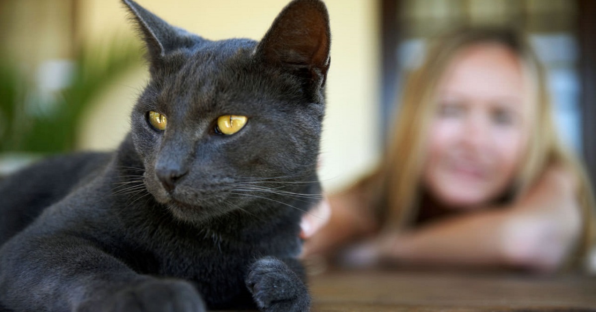 Il gatto riconosce i volti umani, anche nelle immagini?