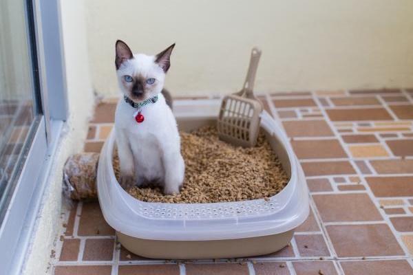 gatto siamese nella lettiera