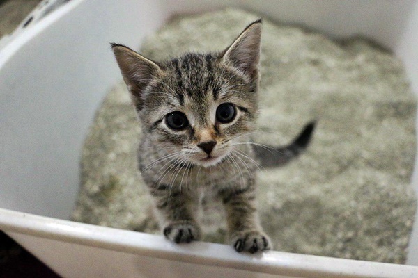 gattino impara a usare la lettiera
