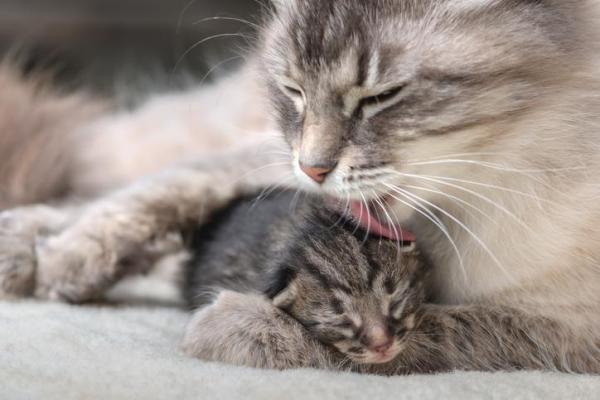 mamma gatta lecca il suo piccolo