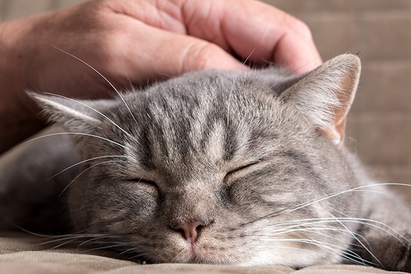 accarezzare un gatto sulla testa